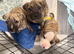 Beautiful mixed breed pups