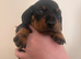 Pink collar girl reavailable Miniature dachshund