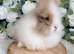 Double Mane Lionheads Boys & Girls - Ready Now