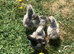 Olive Egger 3 day old chicks