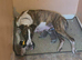 Whippet x lurcher puppy