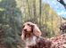 Miniature long haired dachshund