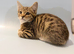Cute kittens are looking for a new home.