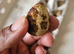 Fertile Japanese Coturnix Quail Eggs provided in Plastic Egg Carton