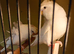 Helicopter budgies 2026