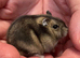 Baby Winter White Russian hamsters (pure bred)