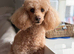 KC registered toy poodle for rehome