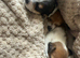 Gorgeous Jack Russell Puppies