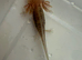 Axolotl