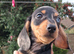 Beautiful mini dachshunds