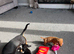 3 female Mini dachshunds for sale