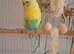 4 beautiful show budgies plus cage full set up not to be sold separately