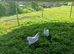 Lavender pekins