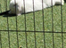 Selection of young rabbits