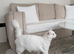 Male white Turkish angora