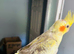 Baby tame cockatiel parrot