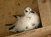 2 Grizzle racing pigeons &pound;30 for the 2 RPRA rings
