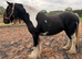 Beautiful Show Quality Piebald Mare