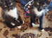 3 Beautiful Kittens Looking for Loving Homes