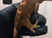 crested geckos