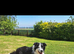 Gorgeous collie pups for sale