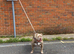 Loving lovely mastiff girl for ad sale