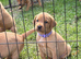LABRADOR RETRIEVER PUPPIES
