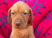 Outstanding kc registered Hungarian vizsla
