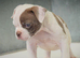 Amazing fit and functional bulldogs