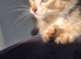Mixed cat home asap
