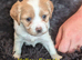 Cavachon puppies