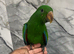 Friendly Baby HandReared Super Tame Cuddly Eclectus Parrot,28