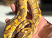 Royal pythons for sale