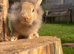 Male lion head and lion head mini lops for sale