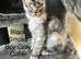 Pure Bred Maine Coon Kittens
