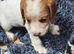 F2 Sprocker Puos from Licenced Breeder