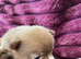 Apple head chihuahuas