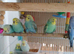 Baby cock budgies