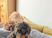 Toy poodle puppies KC reg 2 black pippies