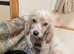 Poodle x female 5 years old