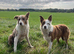 1 Red / White Female + 1 Red Merle Male left