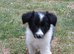 ****1 Stunning Male Border Collie Puppy****