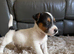 Jackrussel x Sealyham terrier puppies