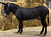 Bob the super lovely kind natured donkey gelding