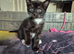 Maine Coon x Siamese STUNNING kittens. Amazing Personalities.