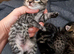 Mainecoon x bengal kittens