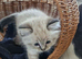 Beautiful ragdoll kittens