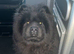 Female chow chow