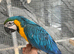 Ready Now Baby Handreared Friendly Super Tame Blue & Gold Macaw Parrot,22