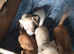 3 boy puppies